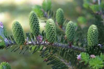 Abies koreana - jedle korejská - šištice (2)